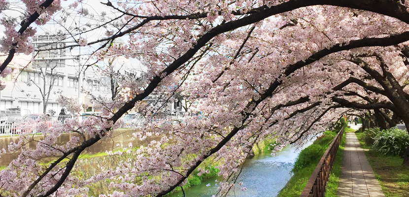 天神川の桜